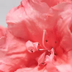 BABOR SKINOVAGE Balancing Cream rich 50 ml