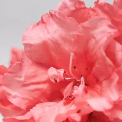 BABOR SKINOVAGE Calming Serum 30 ml