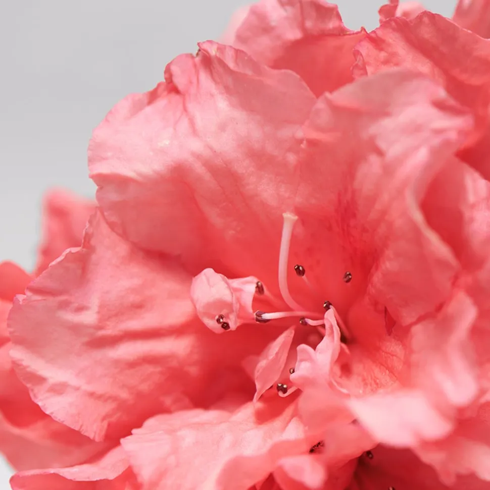 BABOR SKINOVAGE Calming Serum 30 ml