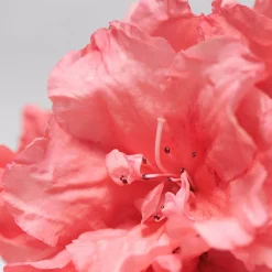 BABOR SKINOVAGE Moisturizing Serum 30 ml