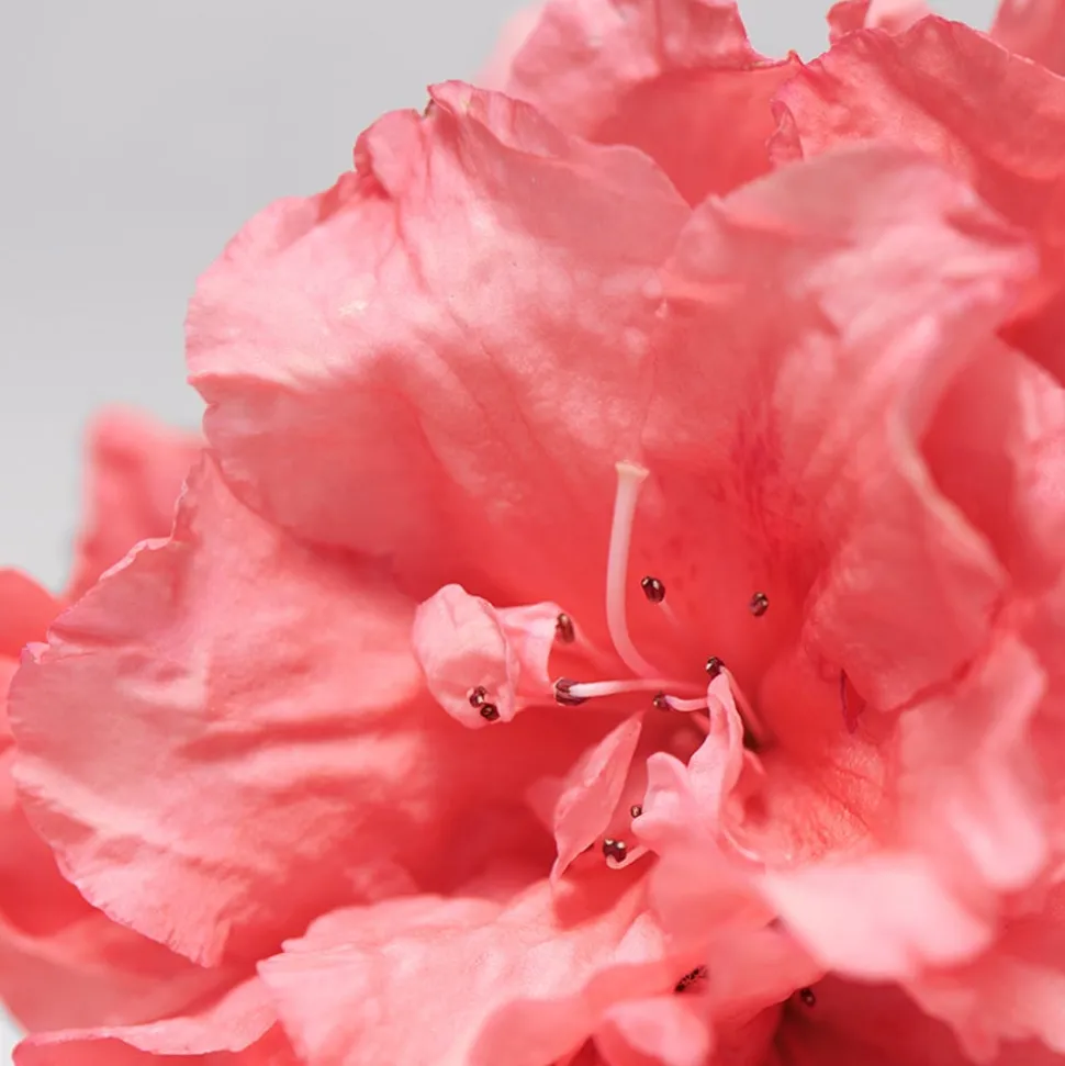 BABOR SKINOVAGE Moisturizing Serum 30 ml