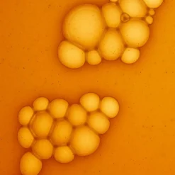 Olistic Women 28 x 25 ml