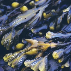 Rausch Anti-Fett-Kopfhaut-Kur mit Meerestang 100 ml