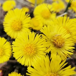 Rausch Anti-Schuppen-Conditioner mit Huflattich 30 ml