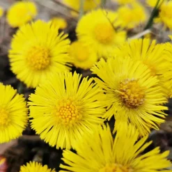 Rausch Anti-Schuppen-Conditioner mit Huflattich 150 ml