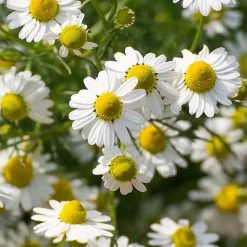 Rausch Geschenkset Sensitive 400 ml