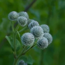 Rausch Original Haartinktur 200 ml