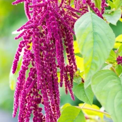 Rausch Repair-Express-Kur mit Amaranth 100 ml