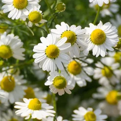 Rausch Sensitive Hand Cream mit Kamille 50 ml