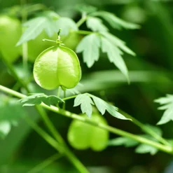 Rausch Sensitive-Kopfhaut-Serum Herzsamen 200 ml