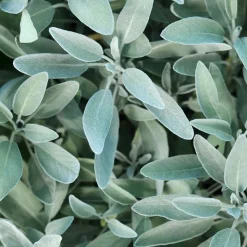 Rausch Silberglanz-Kopfhaut-Tonic mit Salbei 200 ml