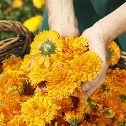 Weleda Calendula Zauberbalsam 25 g