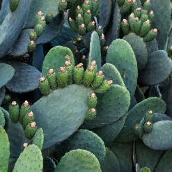 Weleda Feigenkaktus 24h Feuchtigkeitscreme 7 ml