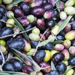 Weleda Fußbalsam 75 ml